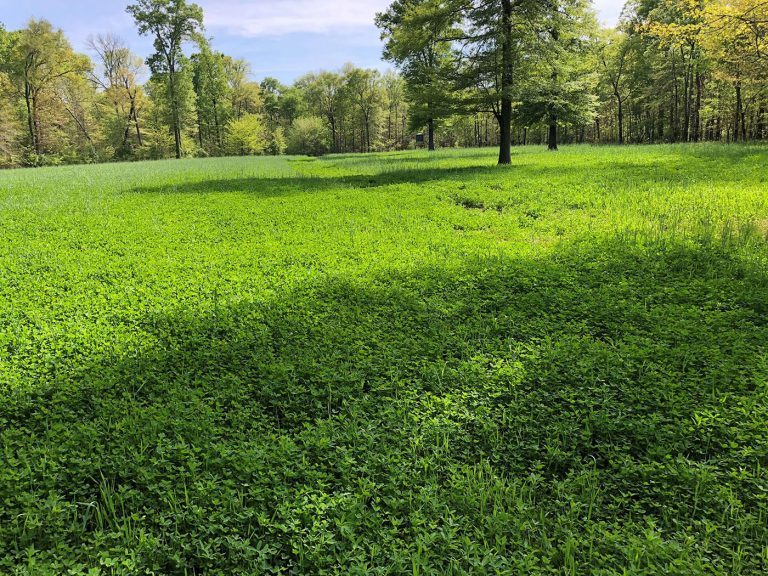 Food Plots are a Family Affair in MS - Columbus/MS