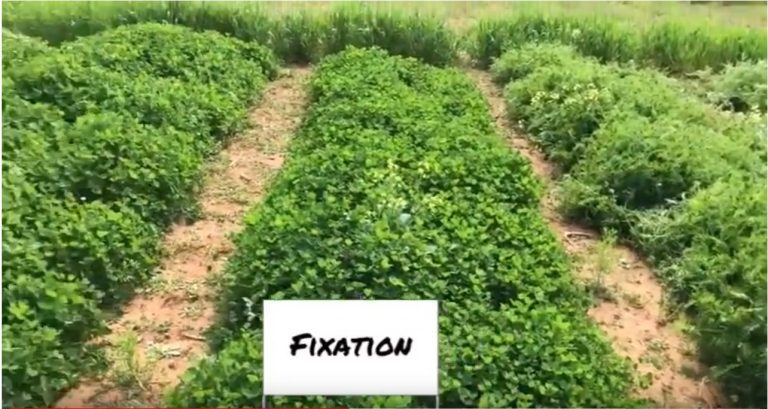 FIXatioN in Clemson Cover Crop Trials 2018