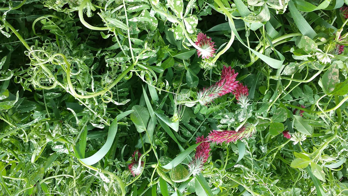 FiXatioN Balansa Clover & Hairy Vetch - Lebanon/IN - FIXatioN balansa ...