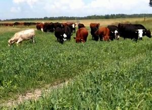 Moving cattle onto a Cover Crop Field