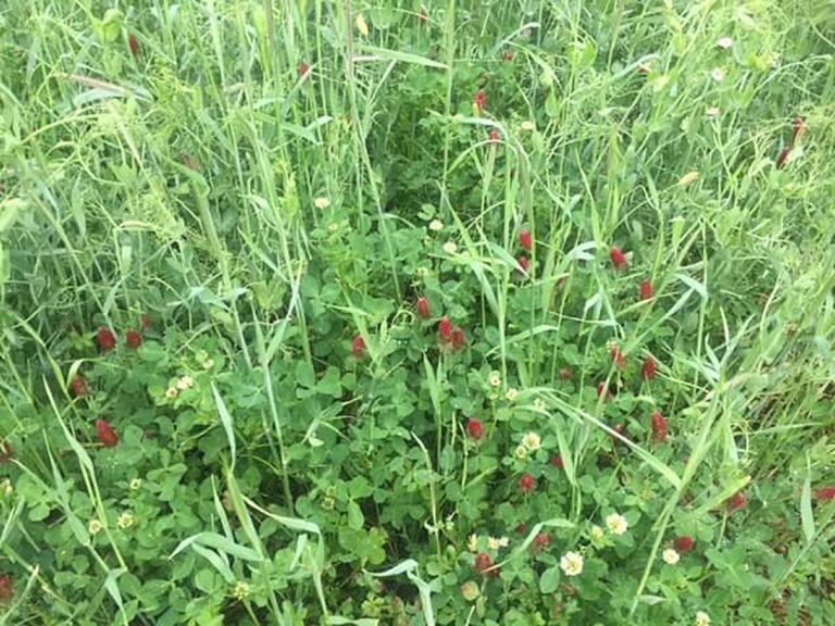FIXatioN as part of a Cover Crop mix in poorly drained soils - Carroll/OH