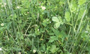 FIXatioN in pasture mix with no amendments - Jefferson/OR