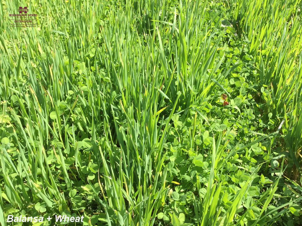 FIXatioN with Wheat and with Annual Ryegrass Mississippi State