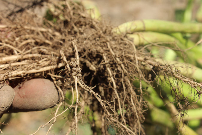 cover crop fixation_roots