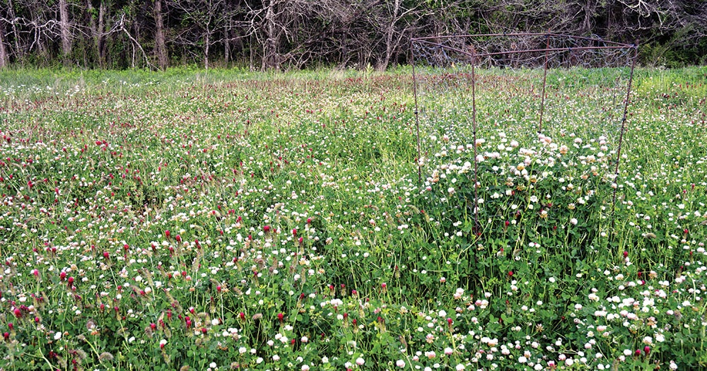 Balansa Clover for Deer TN FIXatioN balansa clover