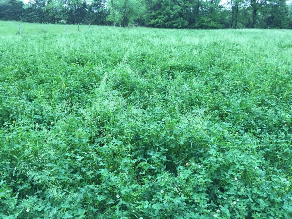Selecting the Best Clover Food Plot Seed AL FIXatioN balansa clover