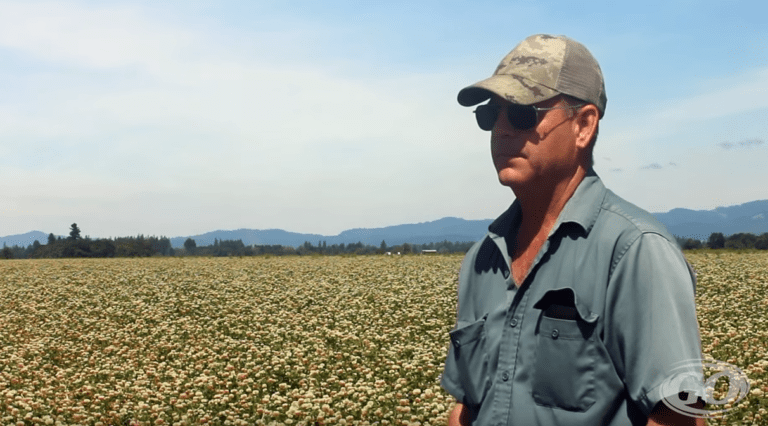 Farmer to Farmer the Benefits of FIXatioN Balansa Clover