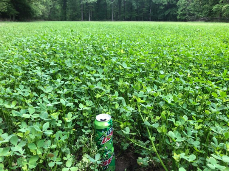 Fixation Growing in Water- Little Rock/Arkansas - FIXatioN balansa clover