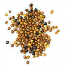 balansa_seed balansa_seed