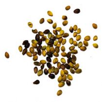 berseem_seed berseem_seed