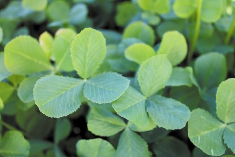 clover_fixation_background_1 clover_fixation