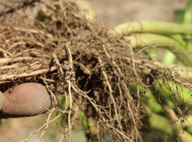 cover crop fixation_roots cover crop fixation_roots