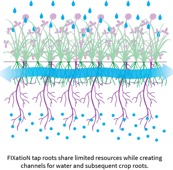 root_infographic_fixation root_infographic_fixation