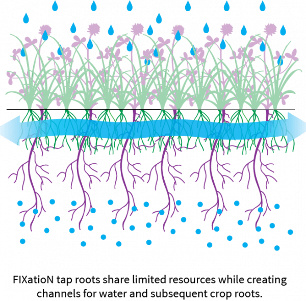 root_infographic_fixation