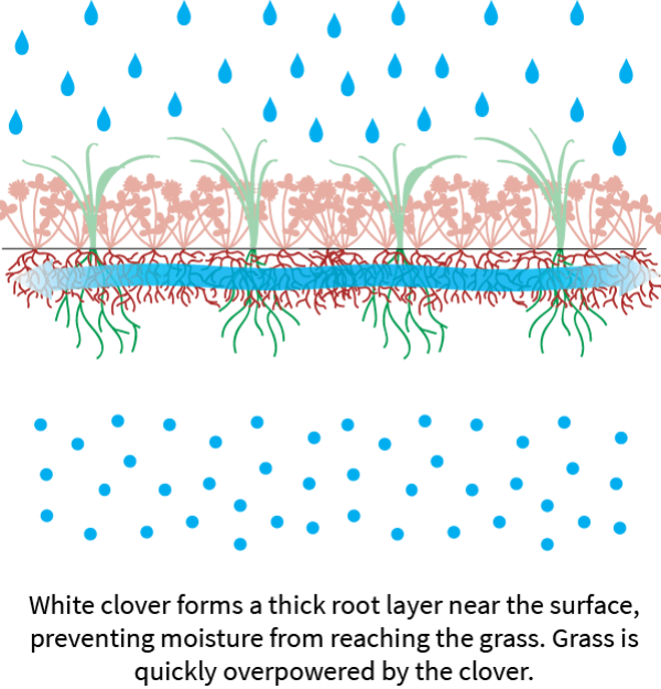 root_infographic_whiteclover root_infographic_whiteclover