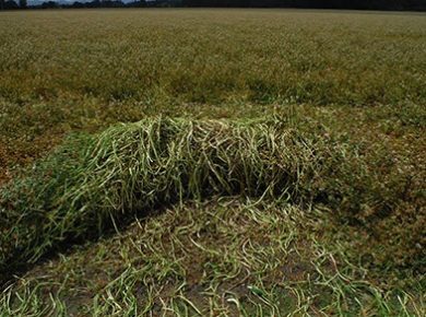 cover crop swathing balansa cover crop swathing balansa