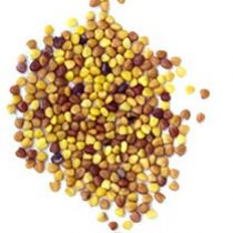 white_clover_seed